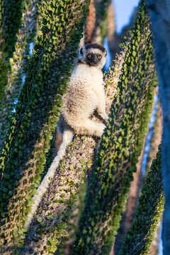 Portrait of verreaux's sifaka sitting on octopus tree in spiny forest