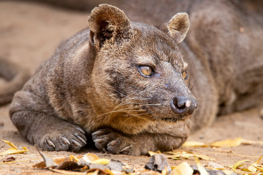 Close up of fossa lying on sand