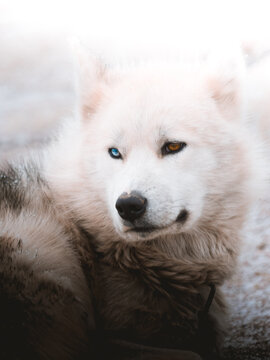 Close up of Siberian husky