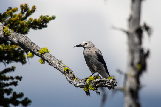 Close up of clarks nutcracker perching on branch