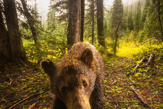 Fototapeta Portrait of brown bear in forest