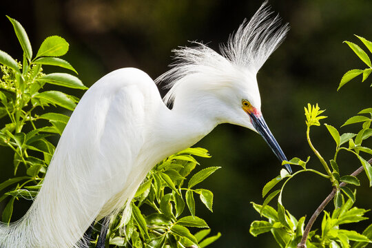 Fototapeta Close up of snowy egret in mating plumage perching on tree