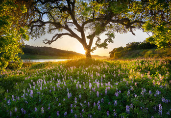 View of lupine wildflowers and valley oak tree by river