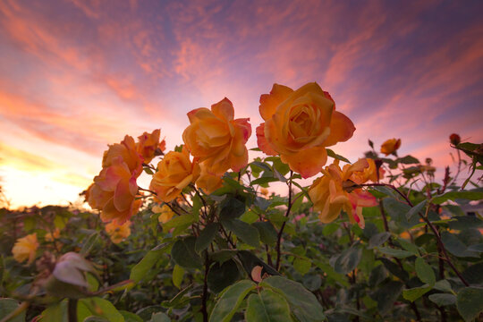 Close up of yellow roses blooming during sunset