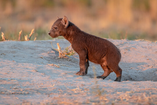 Hyena cub walking out of burrow