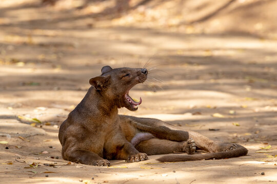 Fossa relaxing on ground in Kirindy Mitea National Park
