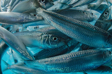 Close up of sardine bait ball