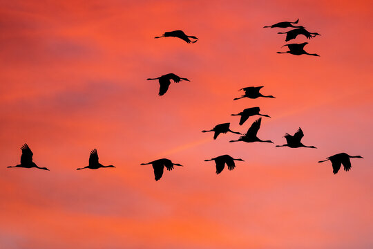 Silhouette of common cranes flying in sky during sunset