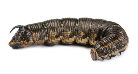 Big black caterpillar with horn isolated on white background