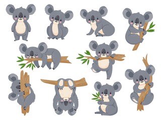 Cute cartoon koala. Lazy koalas with eucalyptus. Little funny rainforest animals. Australian bear sleeping on tropical tree vector set. Lazy koala cute and tree eucalyptus, character cartoon wildlife - obrazy, fototapety, plakaty