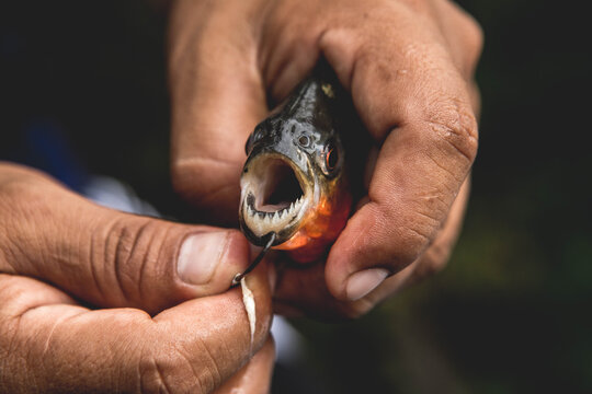 Close up of man's hands removing fish hook from mouth of fish