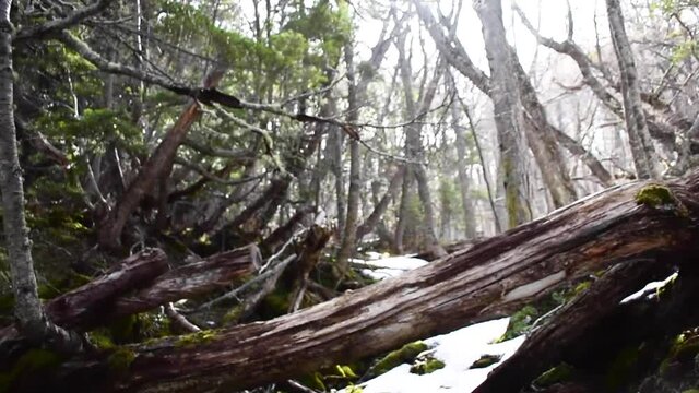Arroyo peque&ntilde;o de agua pura de monta&ntilde;a.