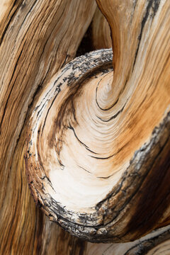 Close up of wood