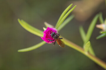 Abeja en la mañana