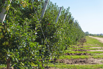 Fototapeta na wymiar Apple orchard. Agriculture. Rows of apple trees grow.