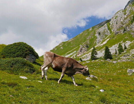 mucca che bruca in un alpeggio di montagna in estate