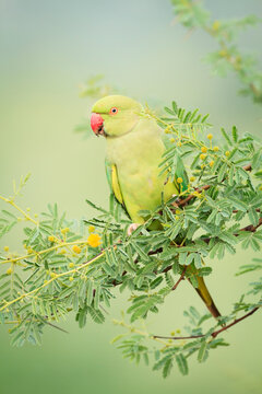 Close up of rose ringed parakeet perching on branch