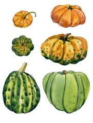 Green pumpkins in watercolor. 6 painted pumpkins on a sheet. Decorative drawings for stickers, postcards, posters, scrapbooking.