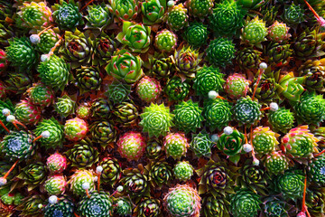 Overhead view of succulent plants