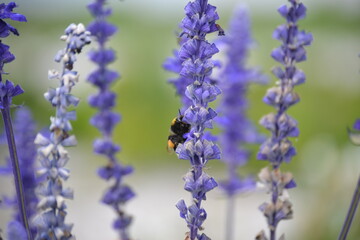 lavendel, blume, lila, natur, blume, pflanze, garden, feld, sommer, veilchen, frühling, green, gewürze, lavendel, blühen, floral, aroma, blau, provence, makro, aufblühen, schön, schönheit, auflösungsz