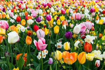 Scenic view of tulip flowers in Keukenhof garden