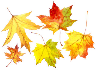 Yellow leaves in watercolor. Autumn leaves. Decorative leaves for stickers, postcards, posters, scrapbooking.