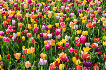 Scenic view of tulip flowers in Keukenhof gardens