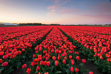 View of tulip field during sunrise
