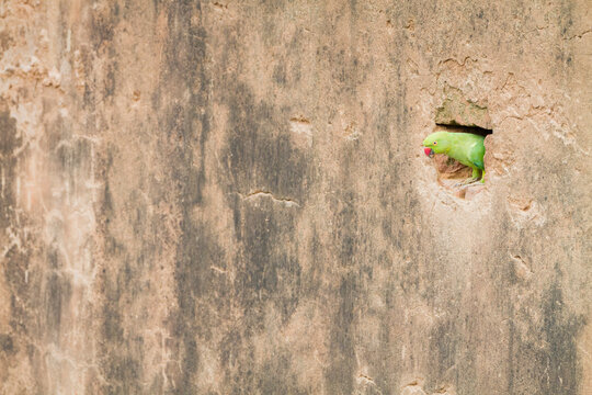 Rose ringed parakeet looking out of nest in wall