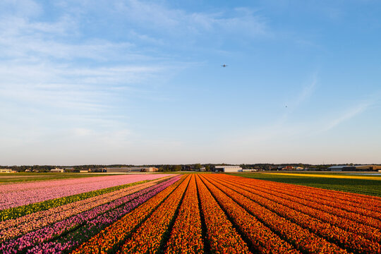 Landscape of tulip field