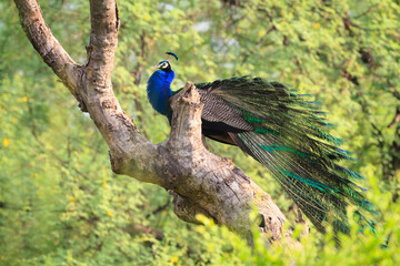 Indian peafowl perching on tree