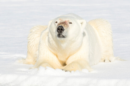 Polar bear resting on pack ice