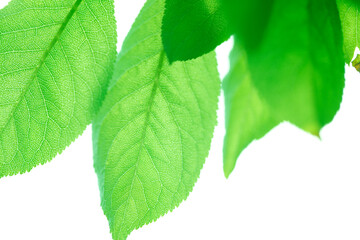 新緑の葉