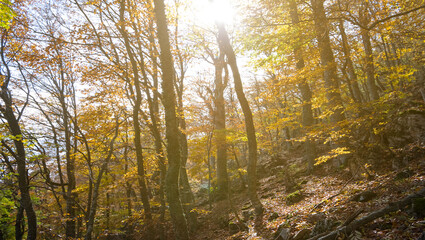 autumn forest on a mount slope in a light of sun