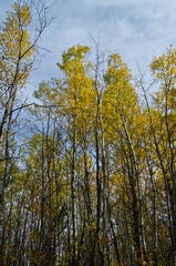 Fototapeta premium Autumn Trees at Elk Island National Park