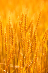 Fototapeta premium 小麦畑