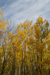 Fototapeta premium Autumn Trees at Elk Island National Park