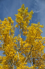 Fototapeta premium Autumn Trees at Elk Island National Park