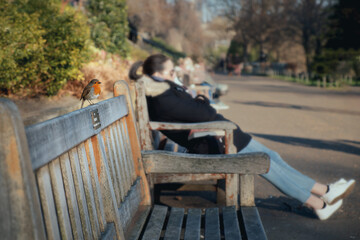 Little bird is sitting on the wooden bench in the park. Small Robin bird. Redbreast. People are resting in the background blurred background. Princes Street Gardens, Edinburgh