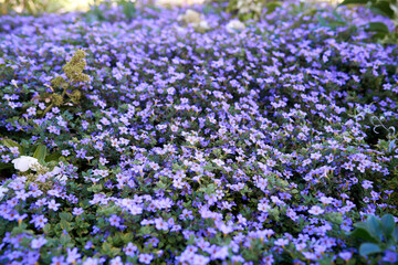 Lilac bacopa flowers in flowerbed. Copy space. Selective focus, bokeh, blur