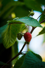berries of a raspberry in the garden