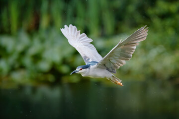 Black-crowned Night Heron (Nycticorax nycticorax) flying over a small lake