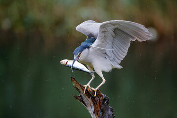Black-crowned Night Heron (Nycticorax nycticorax) on a branch eating a big fish
