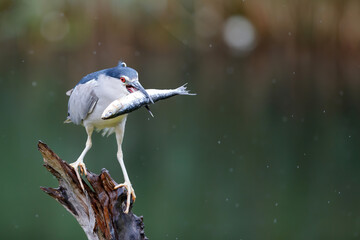 Black-crowned Night Heron (Nycticorax nycticorax) on a branch eating a big fish © henk bogaard