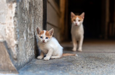 mother worrying about her kitten