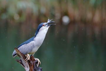 Black-crowned Night Heron (Nycticorax nycticorax) on a branch eating a big fish