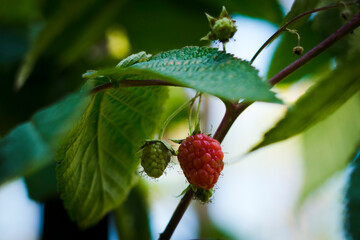 berries of a raspberry in the garden
