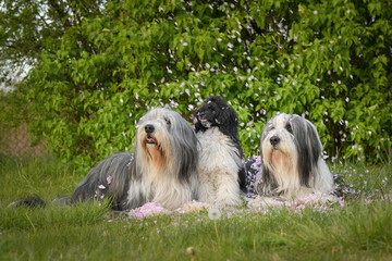 Portrait of bearded collies and puppy of poodle in pink leaves of flower. So patient models and lovely dog.