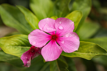 flor rosa con agua 