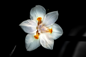 Obraz premium flor orquídea 